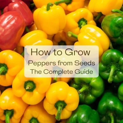 How to Grow Peppers from Seeds