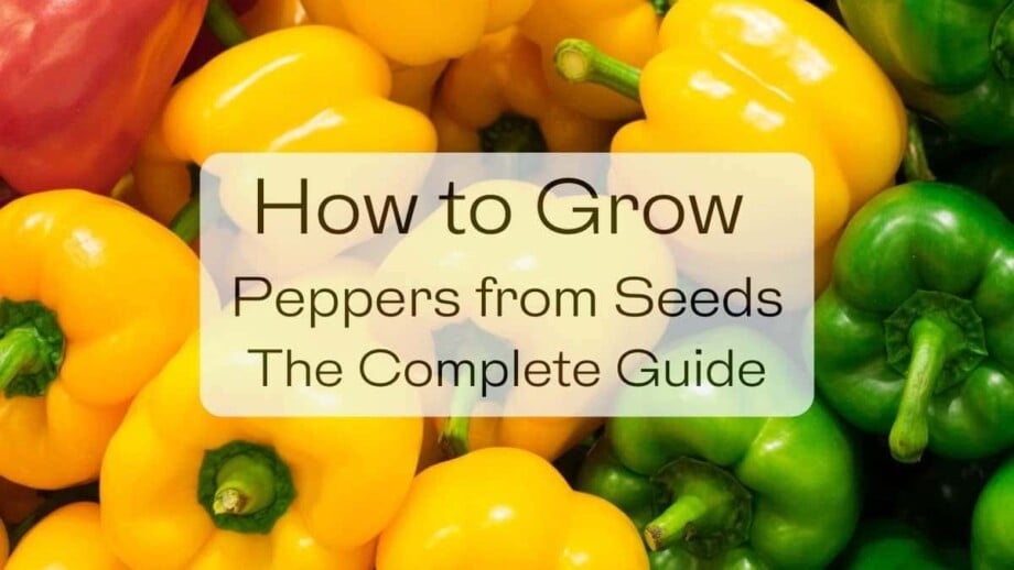 How to Grow Peppers from Seeds