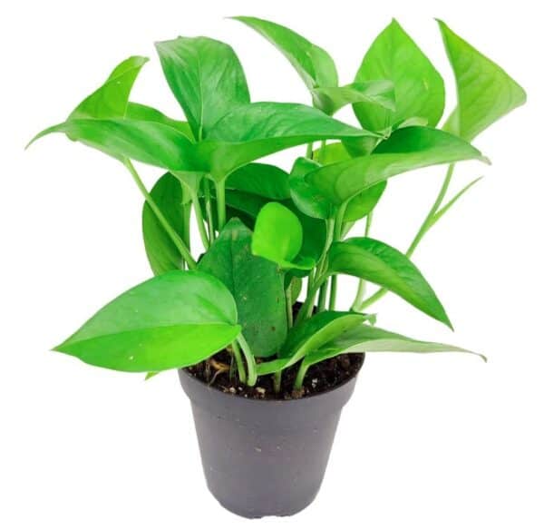 How to Plant, Grow, and Care for Jade Pothos Complete Guide