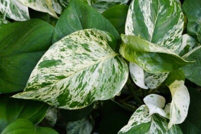 Marble Queen Pothos Leaves