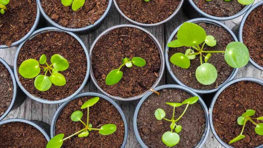 Money Plants in Pots