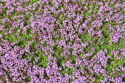 Red Creeping Thyme