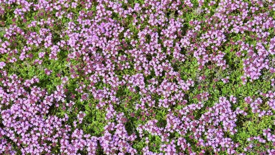 Red Creeping Thyme