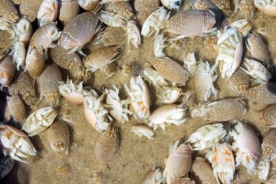 Sand Fleas - Emerita talpoida - Atlantic Mole Crab