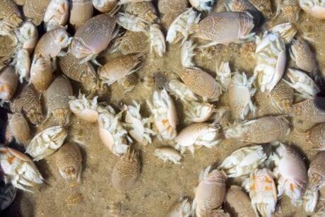 Sand Fleas - Emerita talpoida - Atlantic Mole Crab