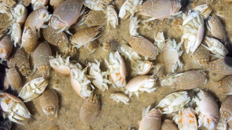 Sand Fleas - Emerita talpoida - Atlantic Mole Crab