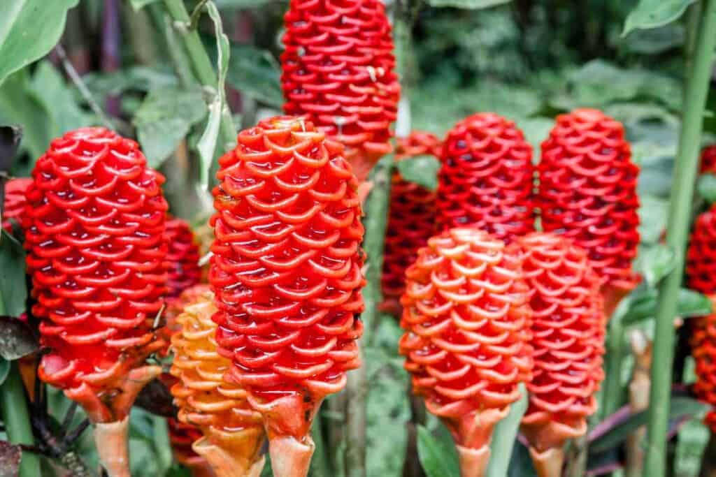 shampoo ginger lily flowers
