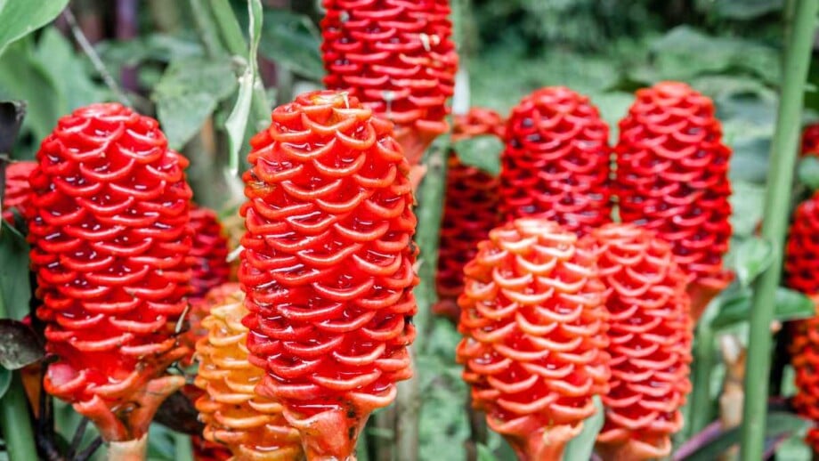 shampoo ginger lily flowers