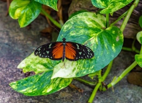 Butterfly on Golden Pothos Leaf