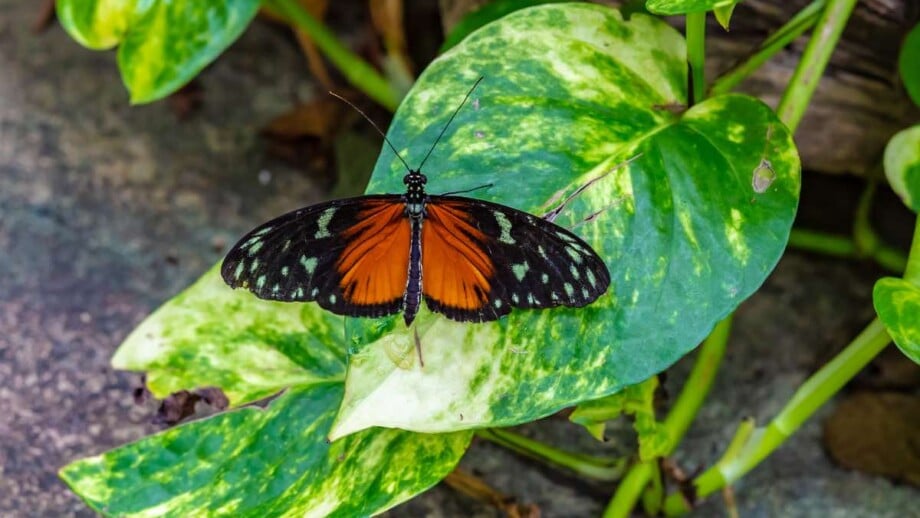 Butterfly on Golden Pothos Leaf