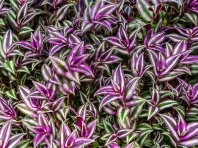 wandering jew house plant