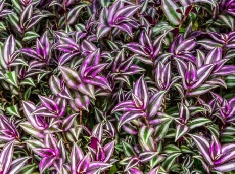wandering jew house plant