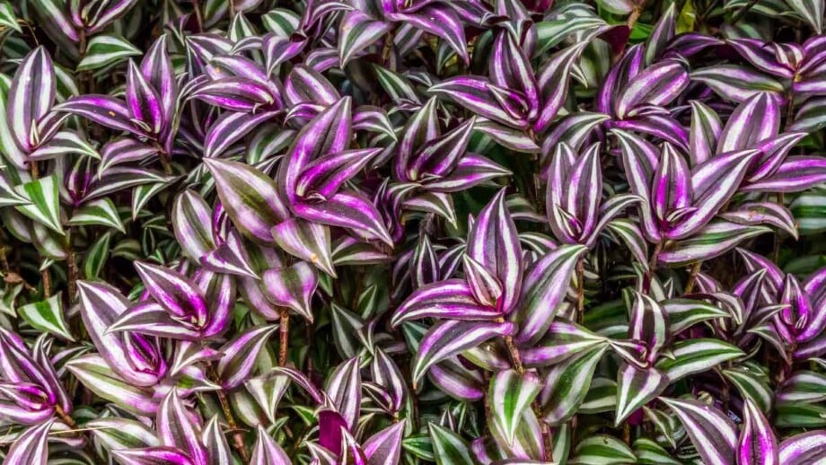 wandering jew house plant