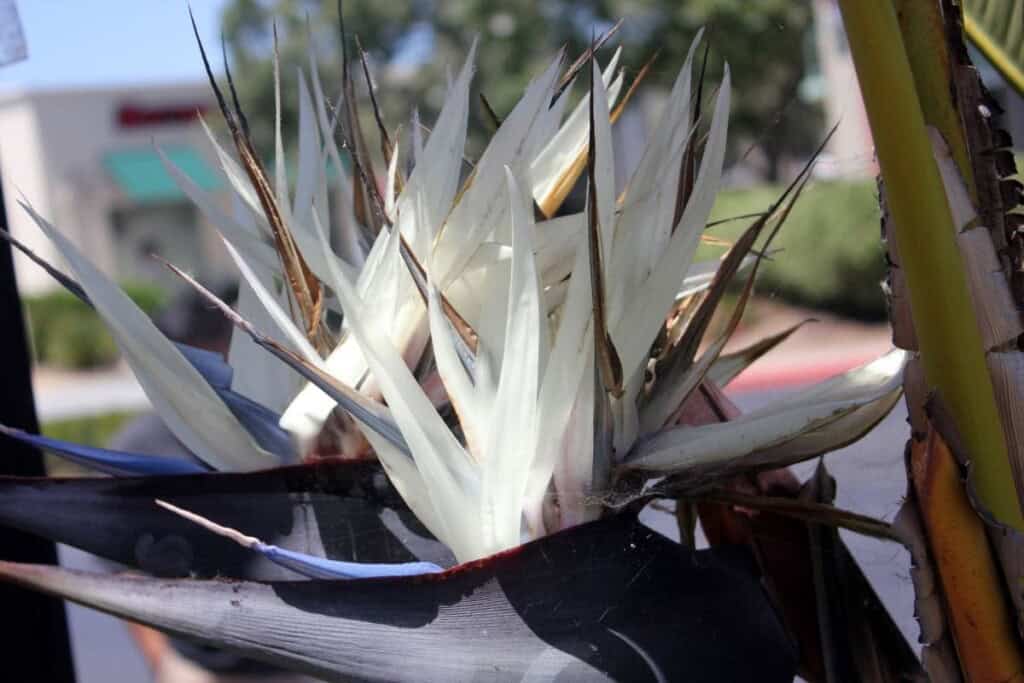 White Bird of Paradise Flowers (Strelitzia Nicolai)