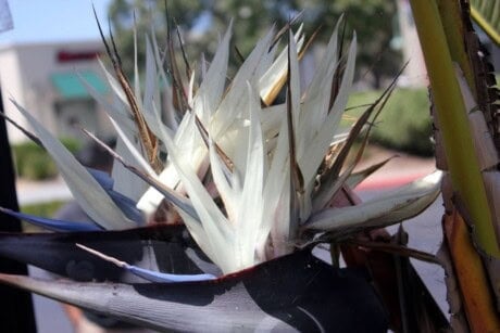 White Bird of Paradise Flowers (Strelitzia Nicolai)