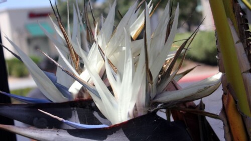 White Bird of Paradise Flowers (Strelitzia Nicolai)