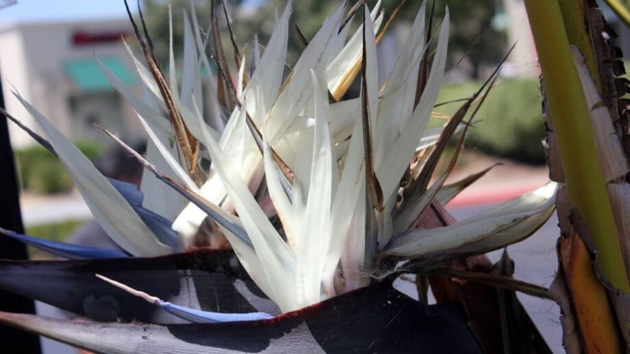 White Bird of Paradise Flowers (Strelitzia Nicolai)
