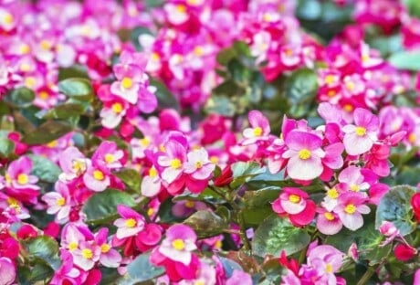 Begonias