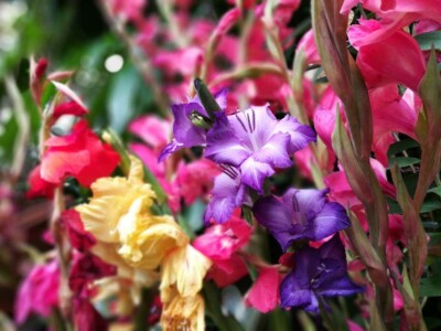 Gladiolus Flowers