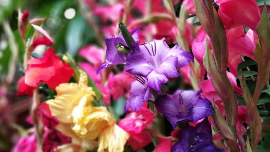 Gladiolus Flowers