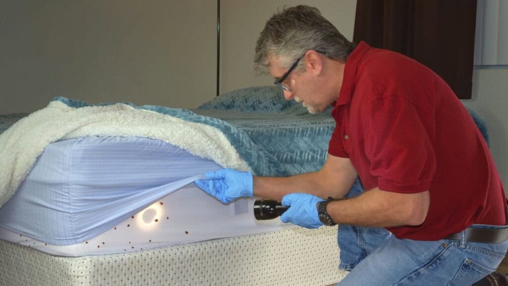 Exterminator looking for bed bugs