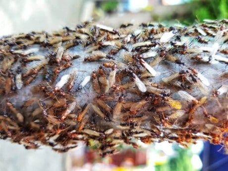 Flying Termite Swarm