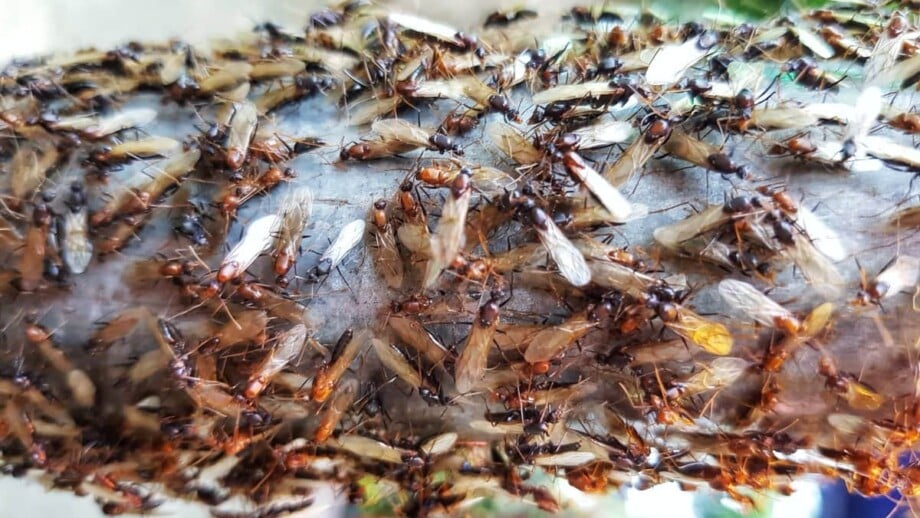 Flying Termite Swarm