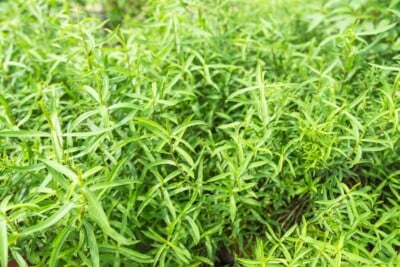Fresh Tarragon