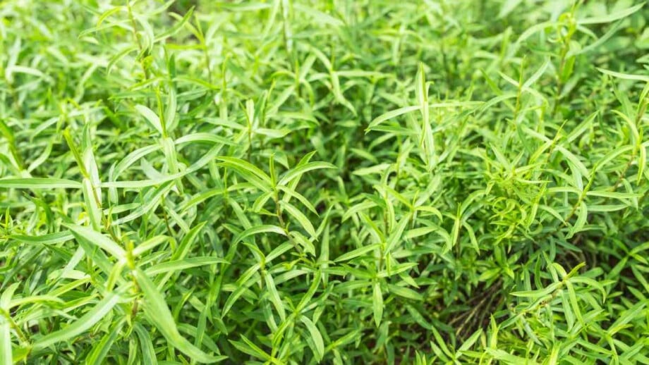 Fresh Tarragon