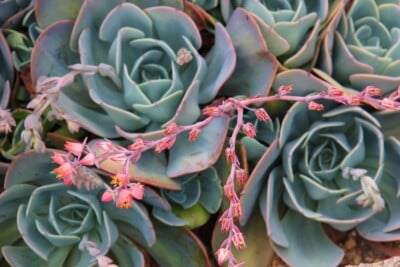Indoor Plants - Succulents