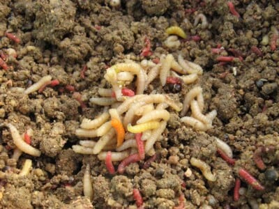 maggots