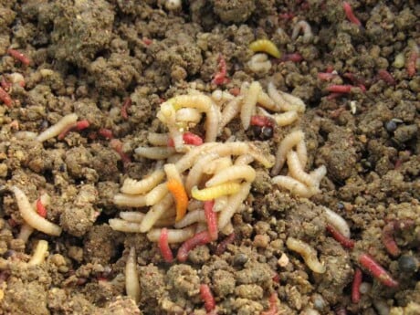 maggots