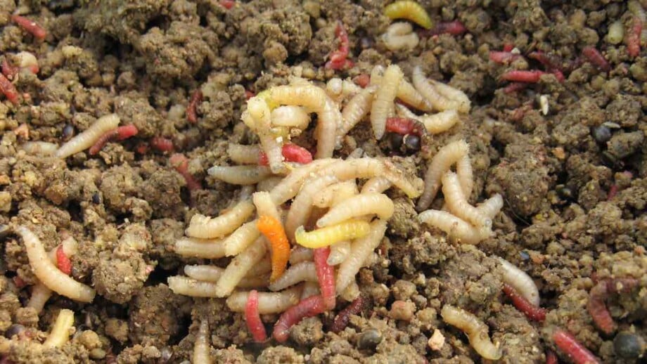 maggots