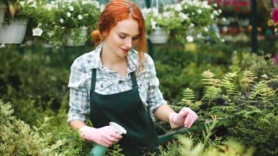 Beautiful florist in apron and pink gloves standing and spraying plants while working in greenhouse