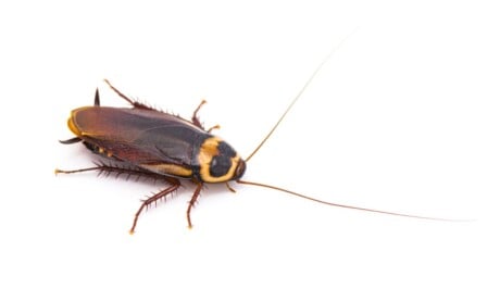 Do Cockroaches Fly? The Complete Guide to Flying Cockroaches