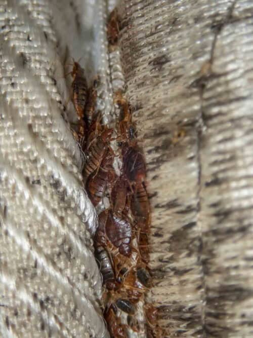 Picture of How to Get Rid of Bed Bugs | Raid® Bug Basics Expert Help