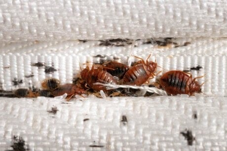 Bed bug infestation inside mattress.