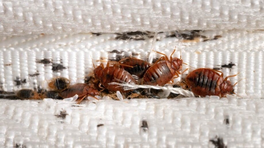 Bed bug infestation inside mattress.