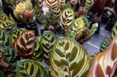 Calathea Makoyana Leaves