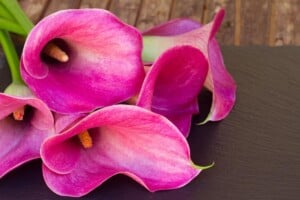 Pink Callas Lilies