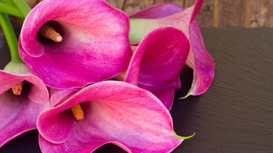 Pink Callas Lilies