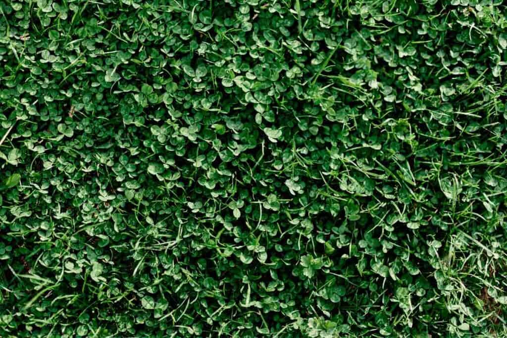 Clover Lawn
