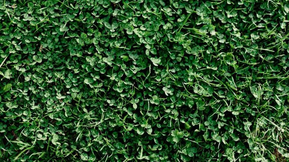 Clover Lawn