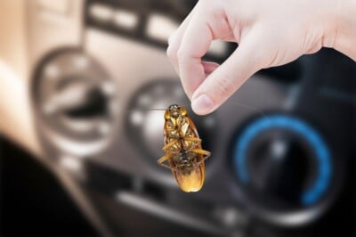 Woman's hand holding a cockroach found in the car.