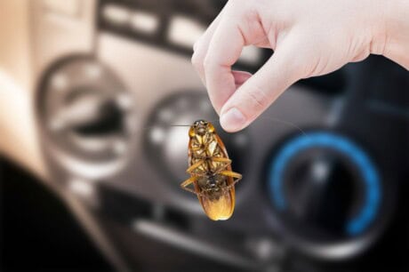 Woman's hand holding a cockroach found in the car.