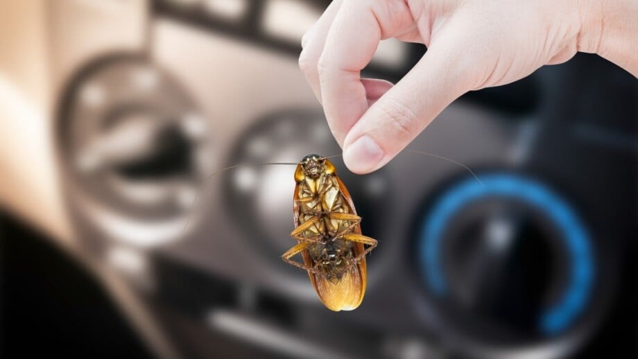 Woman's hand holding a cockroach found in the car.