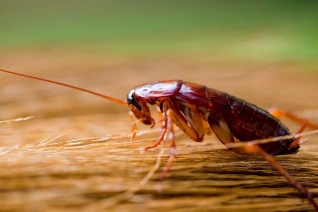 Side view of a cockroach