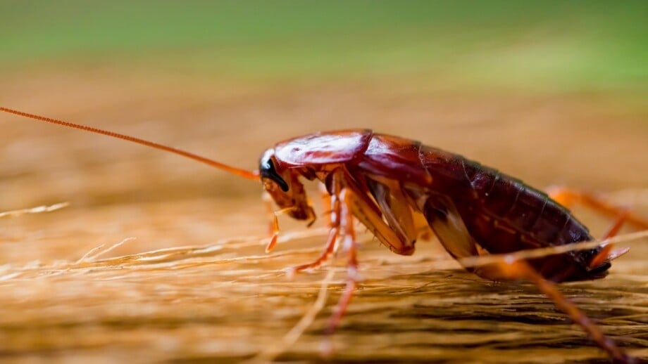 Side view of a cockroach