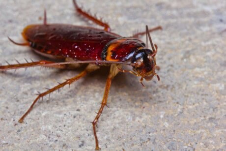 Cockroach facing forward