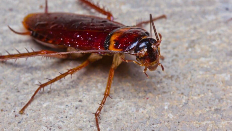 Cockroach facing forward